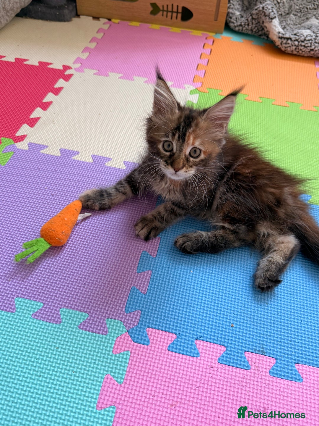Maine Coon cats for sale: 🐾 2 MAINE COON KITTENS LOOKING FOR LOVING HOME 🐾 - Advert 16