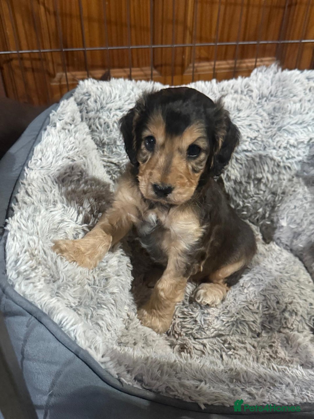 Cocker Spaniel dogs for sale: KC Registered Show Type Cocker Spaniels - Advert 20