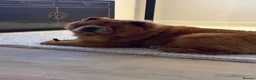 Chow Chow dogs for stud: Hesh  in Liverpool - Advert 3