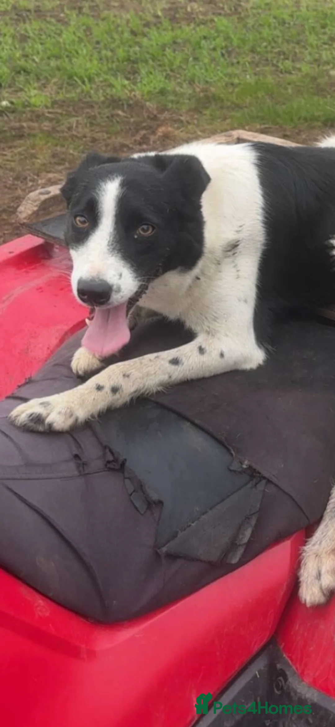 Smooth Collie dogs for sale: Male Collie Puppy - from working parents - Advert 3