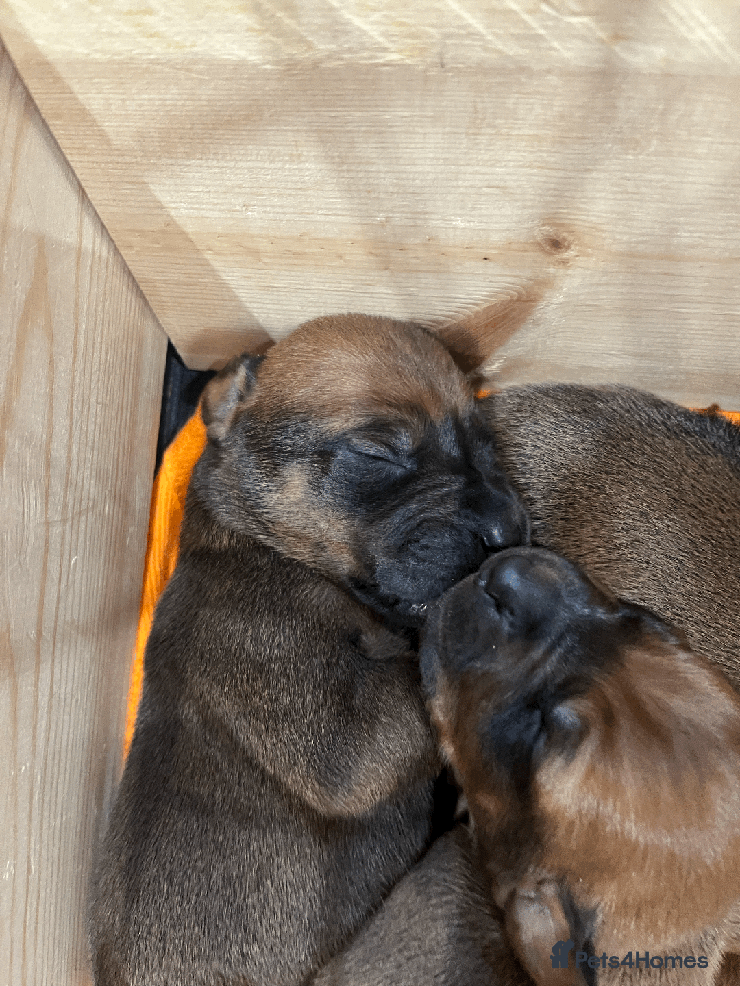 Rhodesian Ridgeback dogs for sale: * CUTENESS ALERT * READY END OF JANUARY - Advert 21