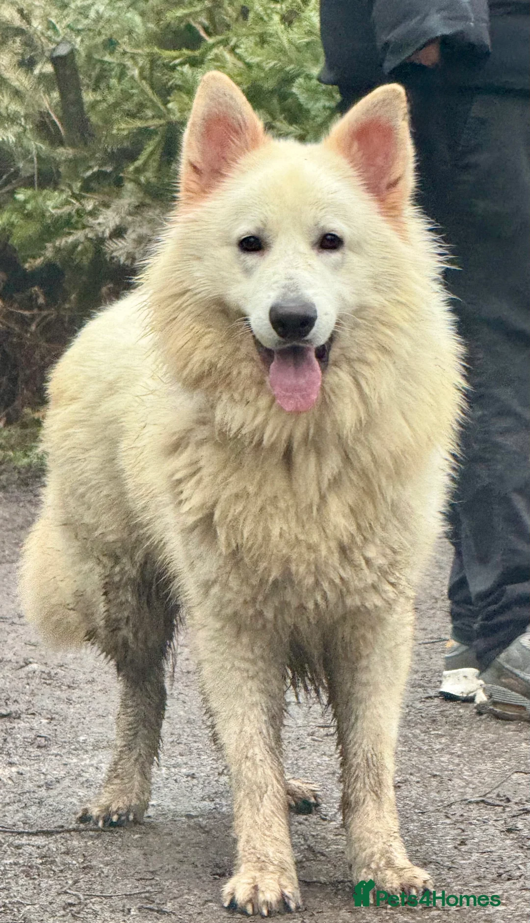 White Swiss Shepherd dogs for stud: STUD - KC Registered White Swiss Shepherd - Advert 4