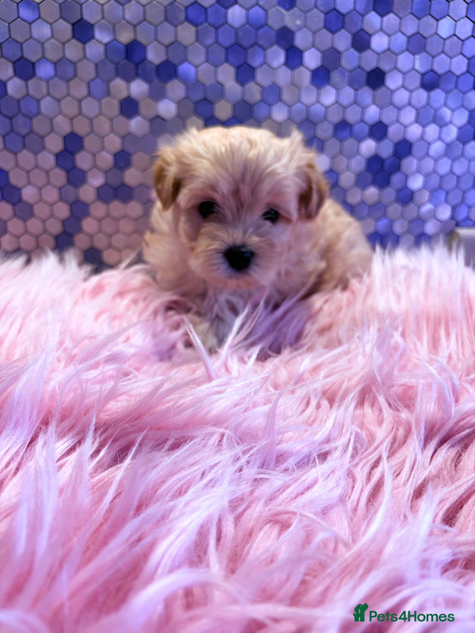 Maltipoo dogs F1 Korean multipoo babies truly beautiful  - Advert 2