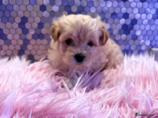 Maltipoo dogs F1 Korean multipoo babies truly beautiful - Advert 2