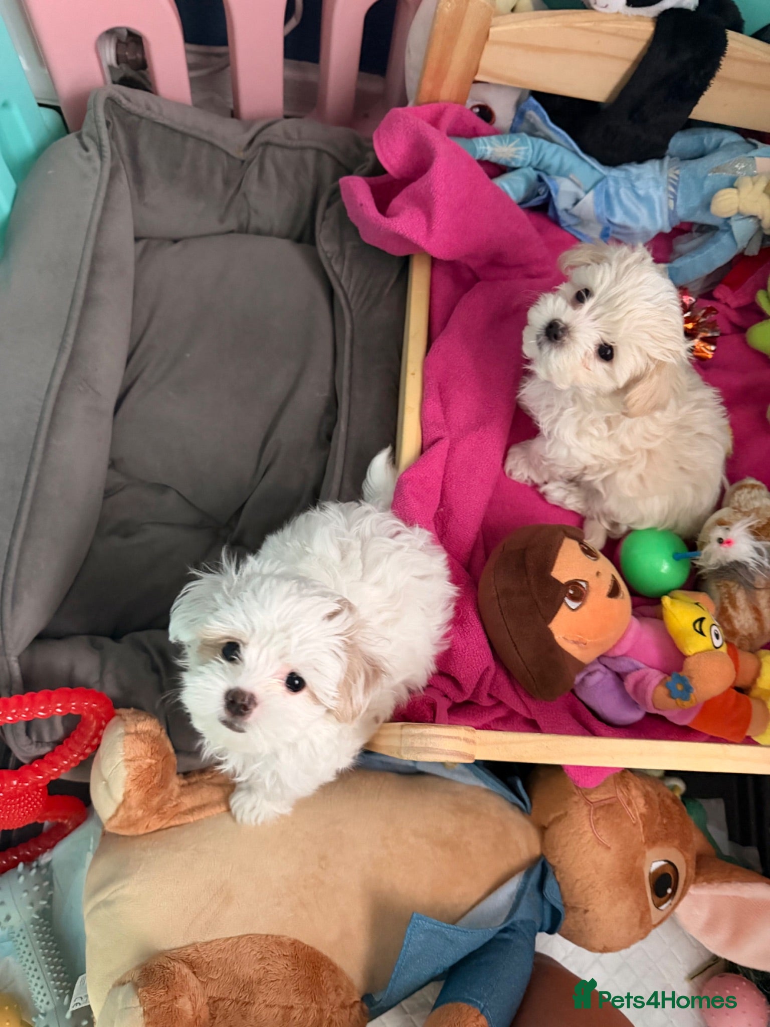 Maltipoo dogs ❌❌💲 Maltipoo F2 READY TO GO‼️ - Advert 2