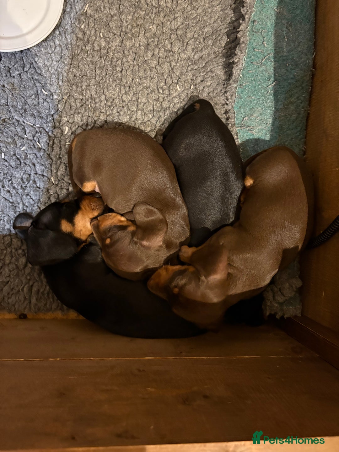 Miniature Dachshund dogs for sale: 🐾MINIATURE SMOOTH HAIRED DACHSHUND PUPPIES🐾 - Advert 5