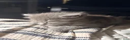 Maine Coon cats for sale: Half Maine coon female ~ ready to leave - Advert 5