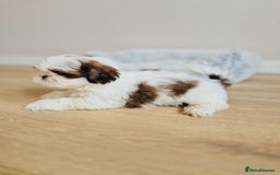 Shih Tzu dogs for sale: Shihtzu  - Image 17