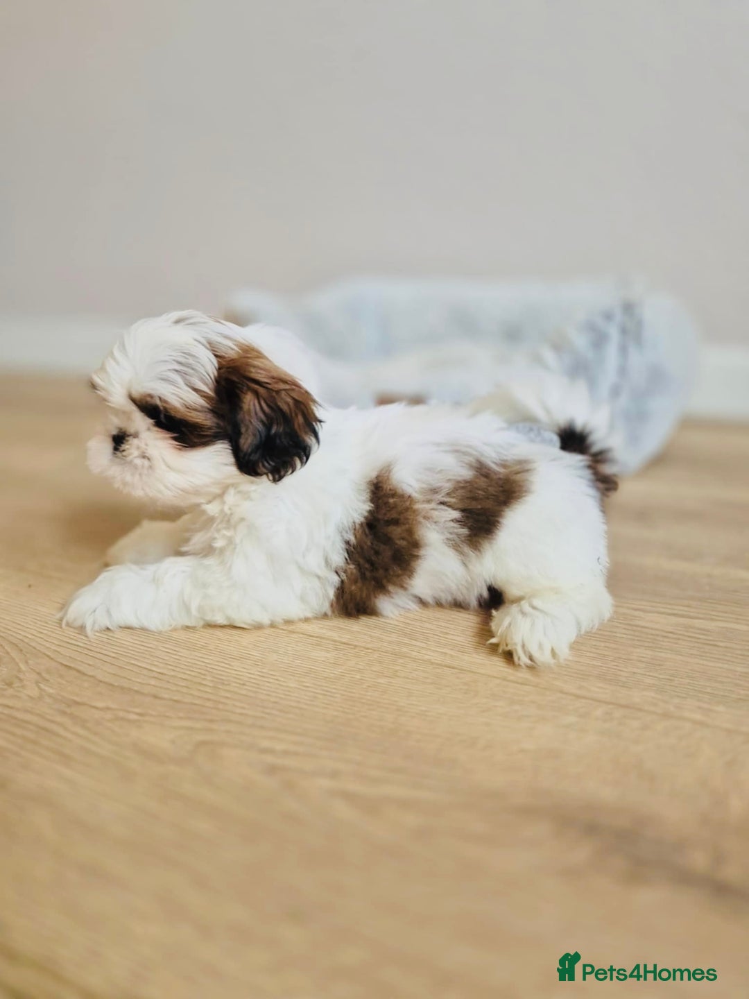 Shih Tzu dogs for sale: Shihtzu  - Image 17