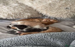 Domestic Shorthair cats for sale: Loving Home-Raised Kittens for Sale - Read Discrip - Image 16