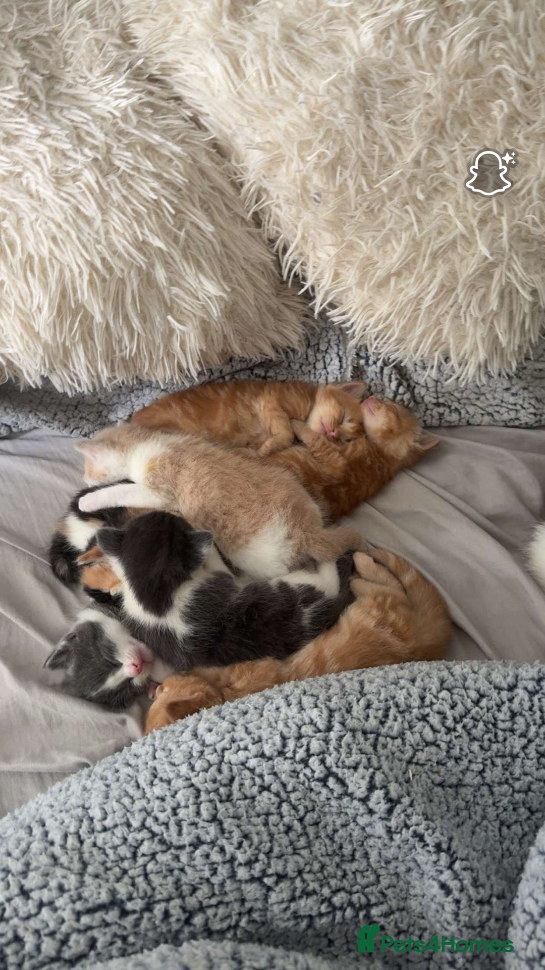 Domestic Shorthair cats for sale: Loving Home-Raised Kittens for Sale - Read Discrip - Image 16