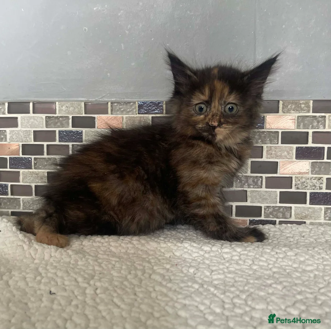 Mixed Breed cats for sale: 7 Beautiful Kittens READY NOW in Wembley - Advert 2