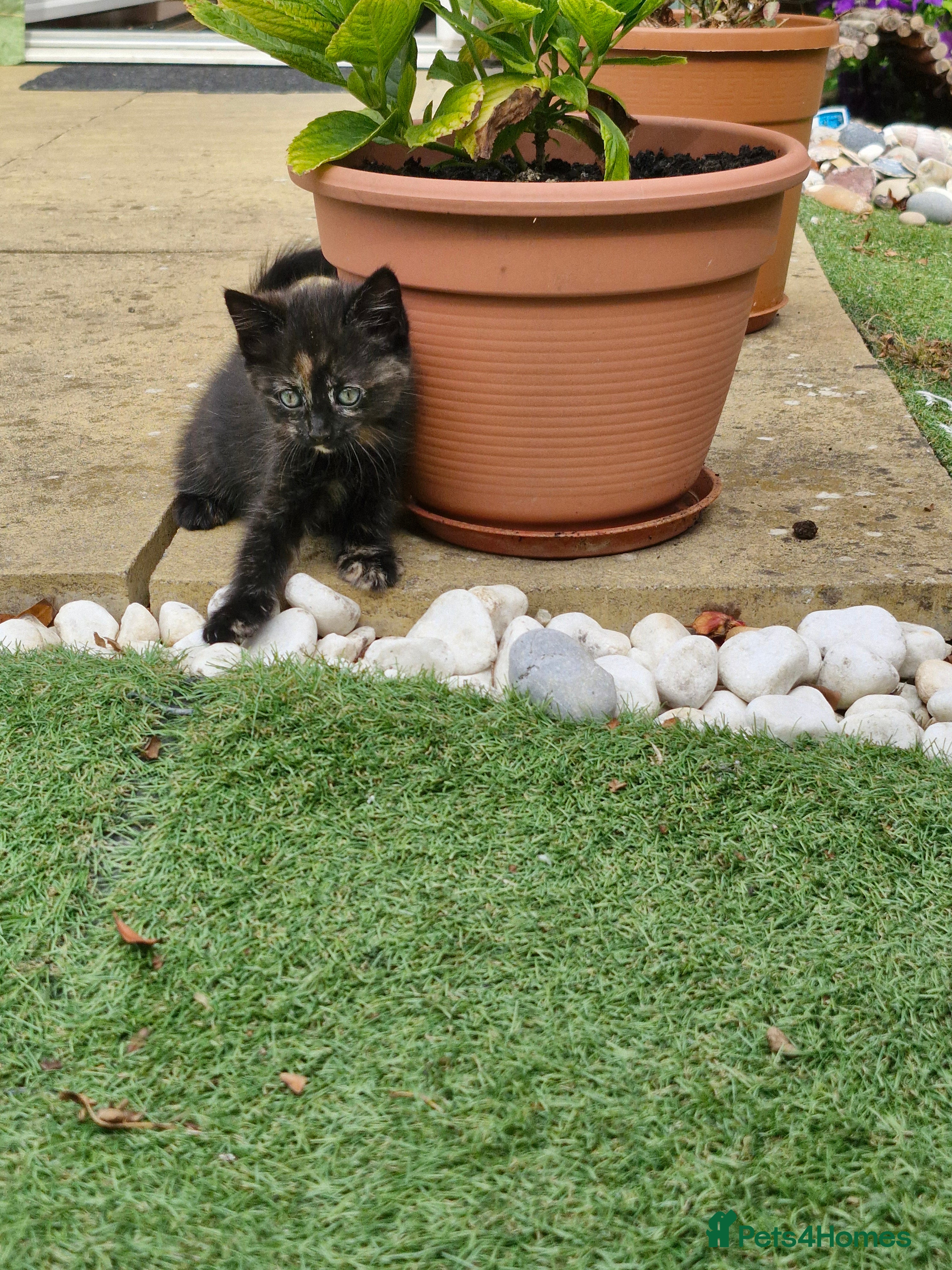 Mixed Breed cats Cute kitties are looking for a new home 🐈‍⬛ - Advert 2