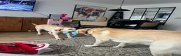 Labrador Retriever dogs for sale: 5x Male & 6x Female Labrador puppies available  - Advert 2