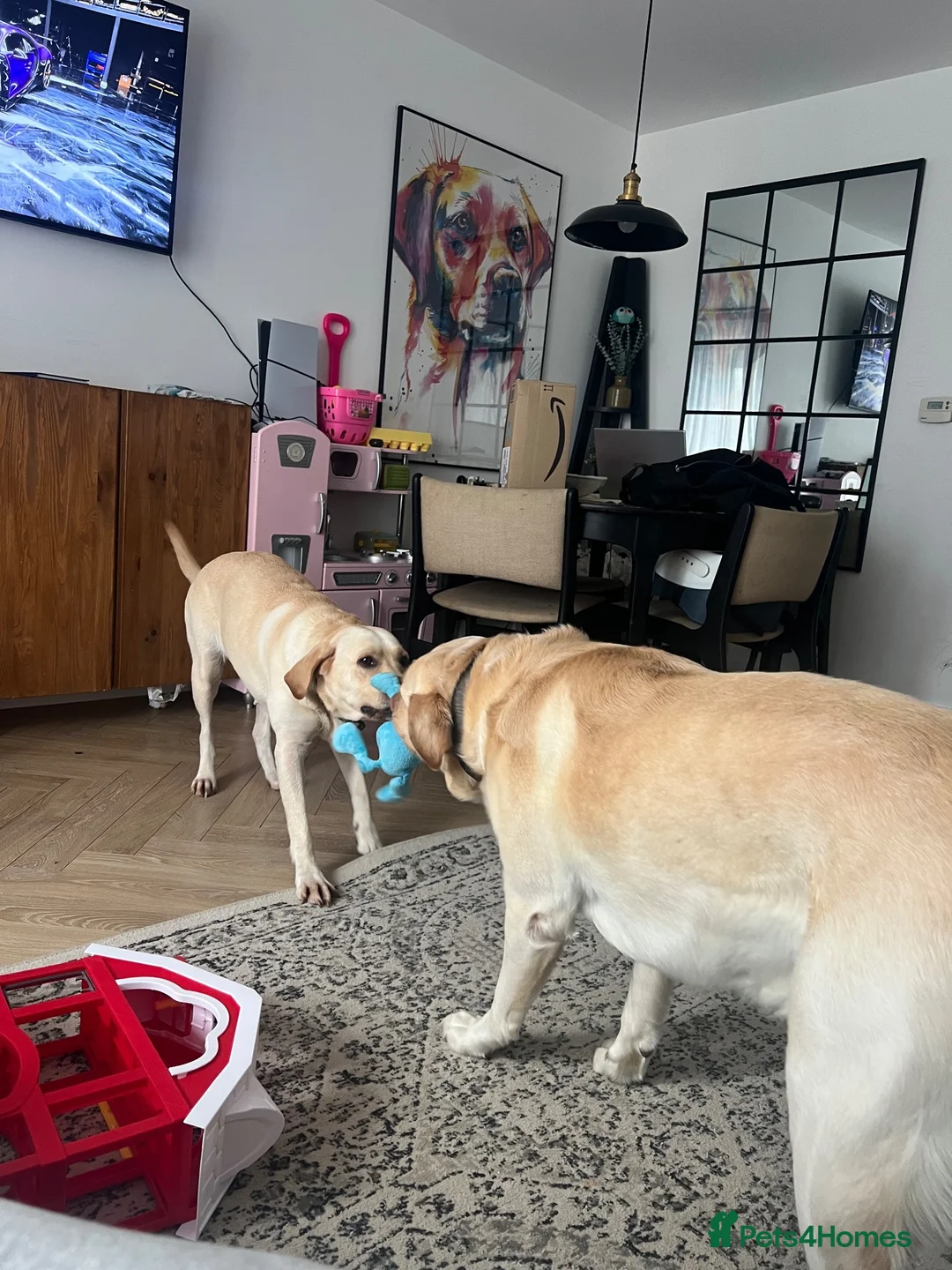 Labrador Retriever dogs for sale: 5x Male & 6x Female Labrador puppies available  - Advert 2