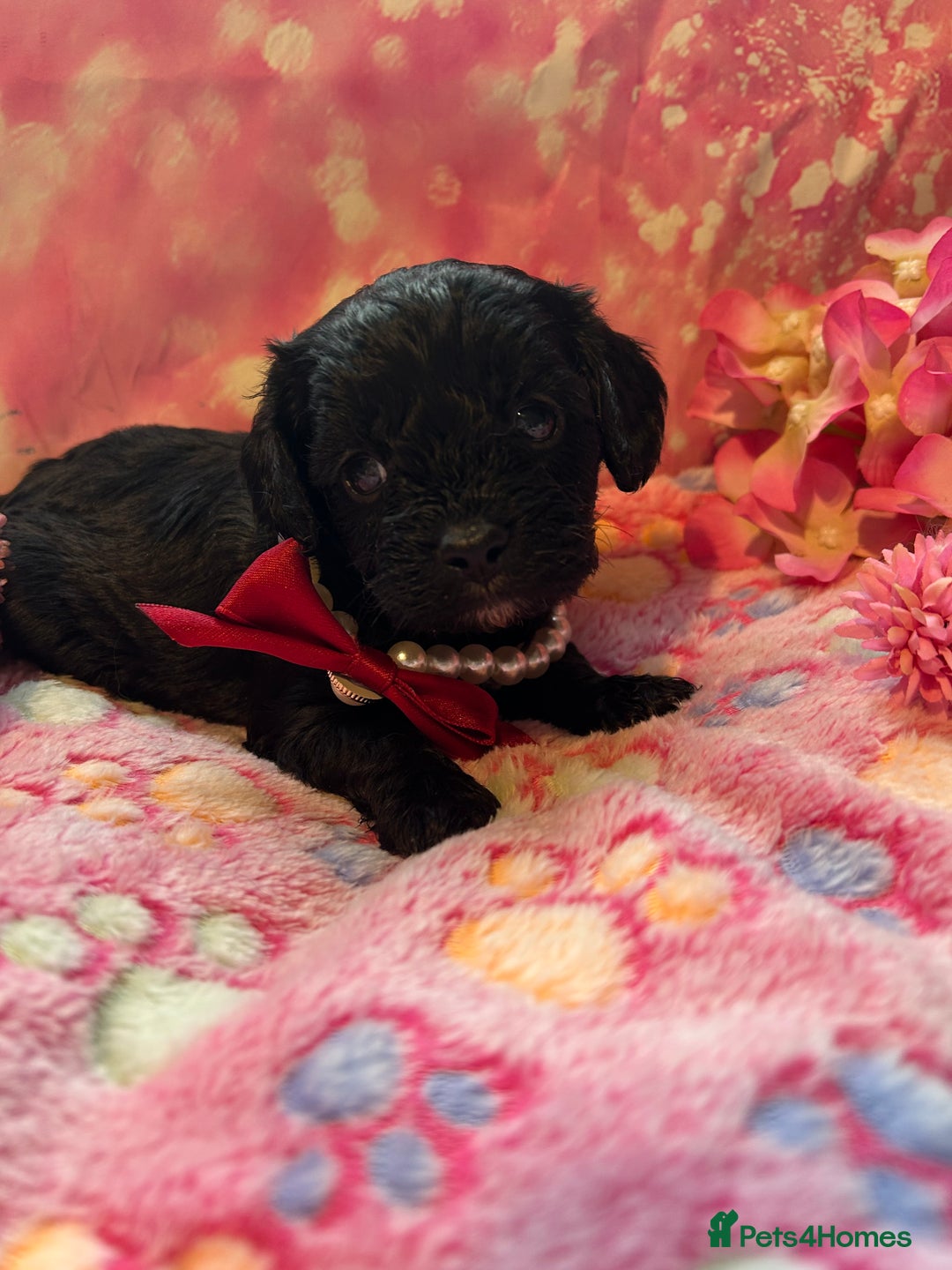 Cavapoo dogs for sale: F1 Cavapoo puppies 🐶  - Advert 19