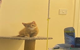 British Shorthair cats for sale: Lovely Girls 🥰 - Advert 12