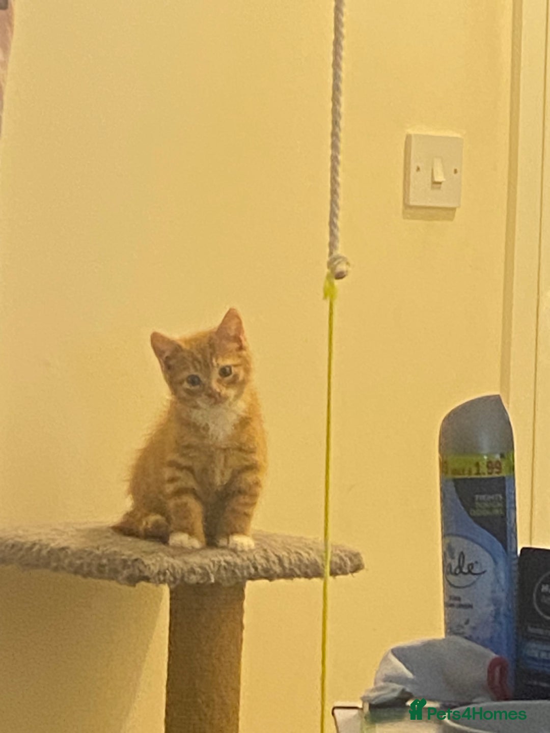 British Shorthair cats for sale: Lovely Girls 🥰 - Advert 12