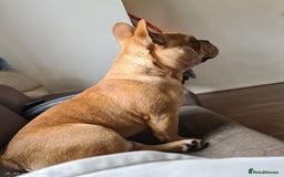 French Bulldog dogs for stud: King Midas son- Premium French Bulldog Stud - Advert 5