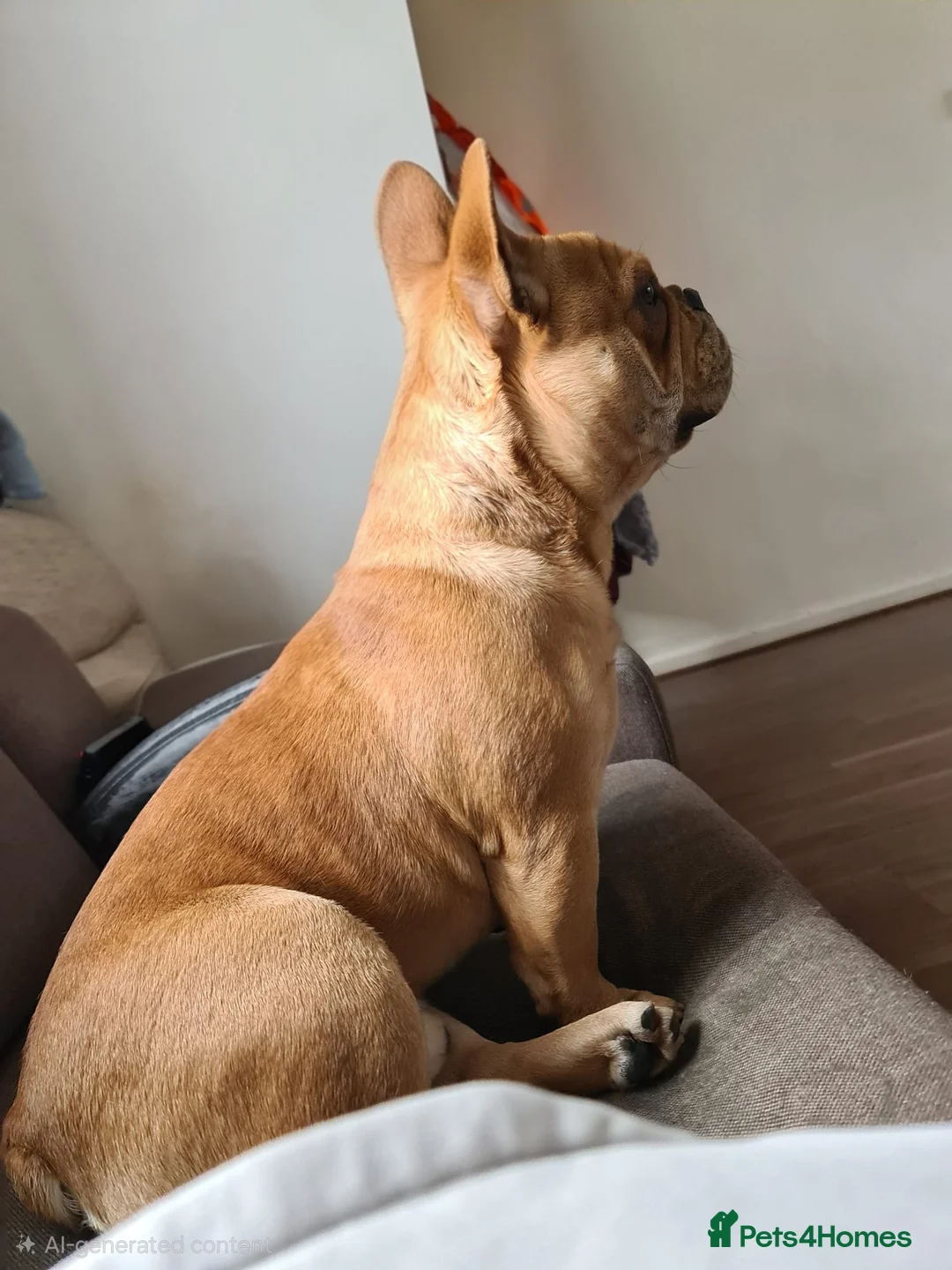 French Bulldog dogs for stud: King Midas son- Premium French Bulldog Stud - Advert 8