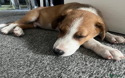 Mixed Breed dogs for sale: Collie x Huntaway Pup - Image 3