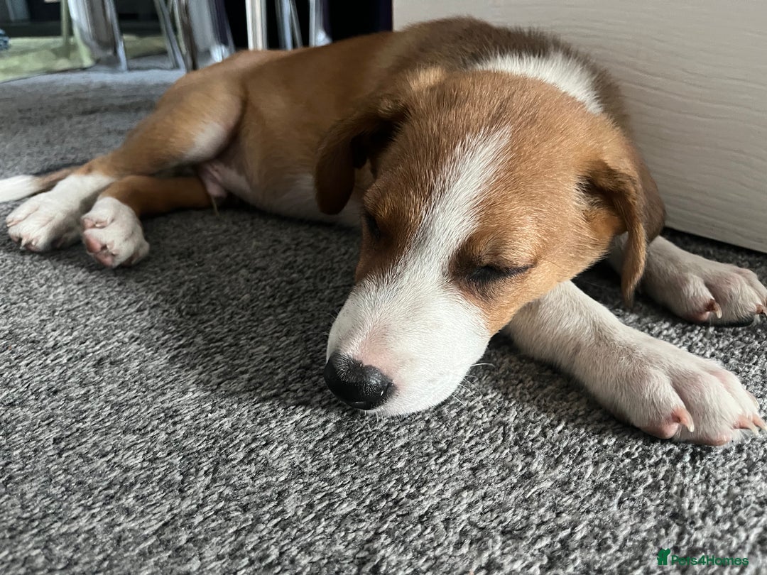 Mixed Breed dogs for sale: Collie x Huntaway Pup - Image 3