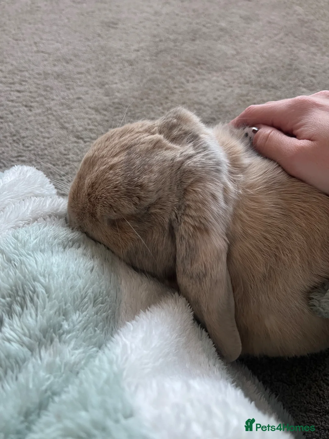 Mini Lop rabbits for sale: Barney  in Stockton-on-Tees - Advert 6