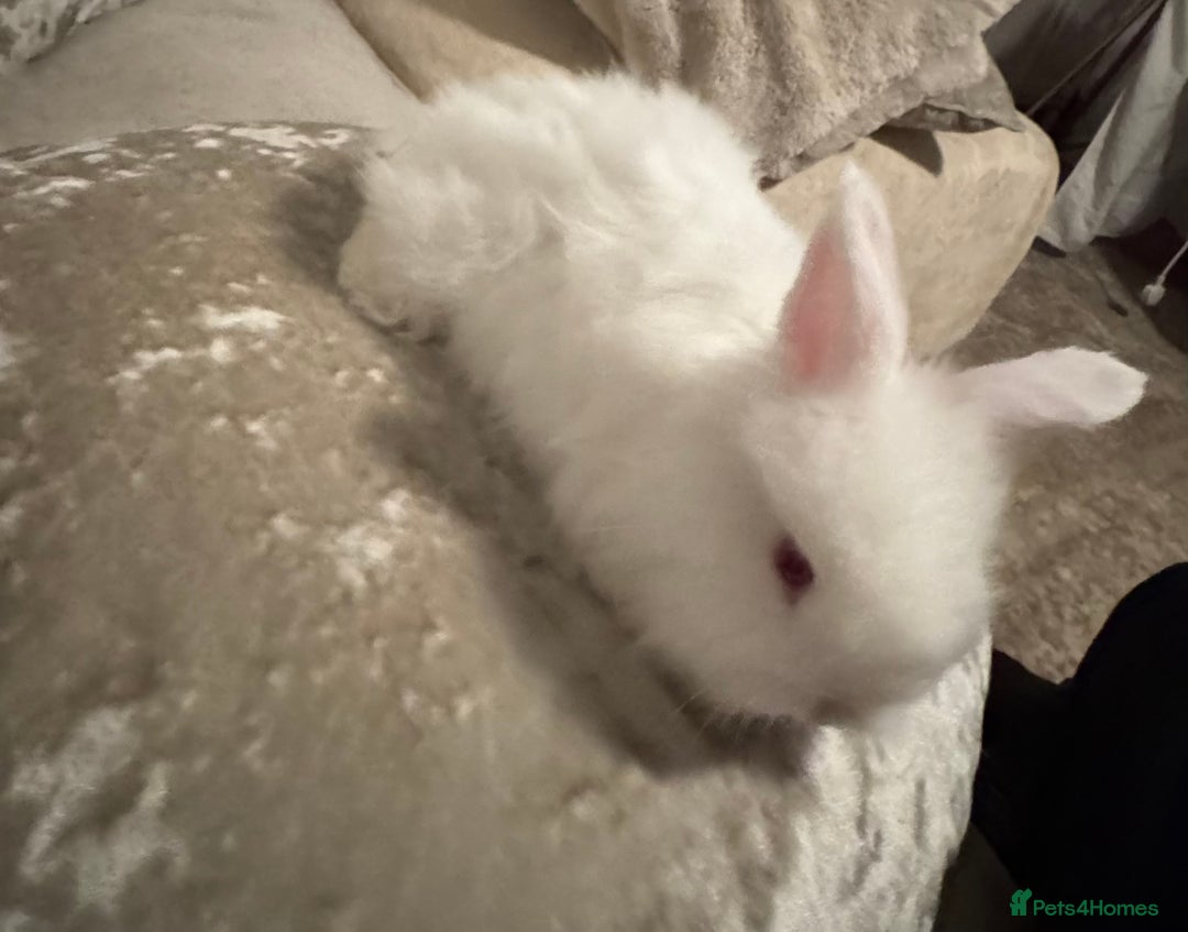 Angora rabbits for sale: 2 angora does for sale to loving home  - Image 4