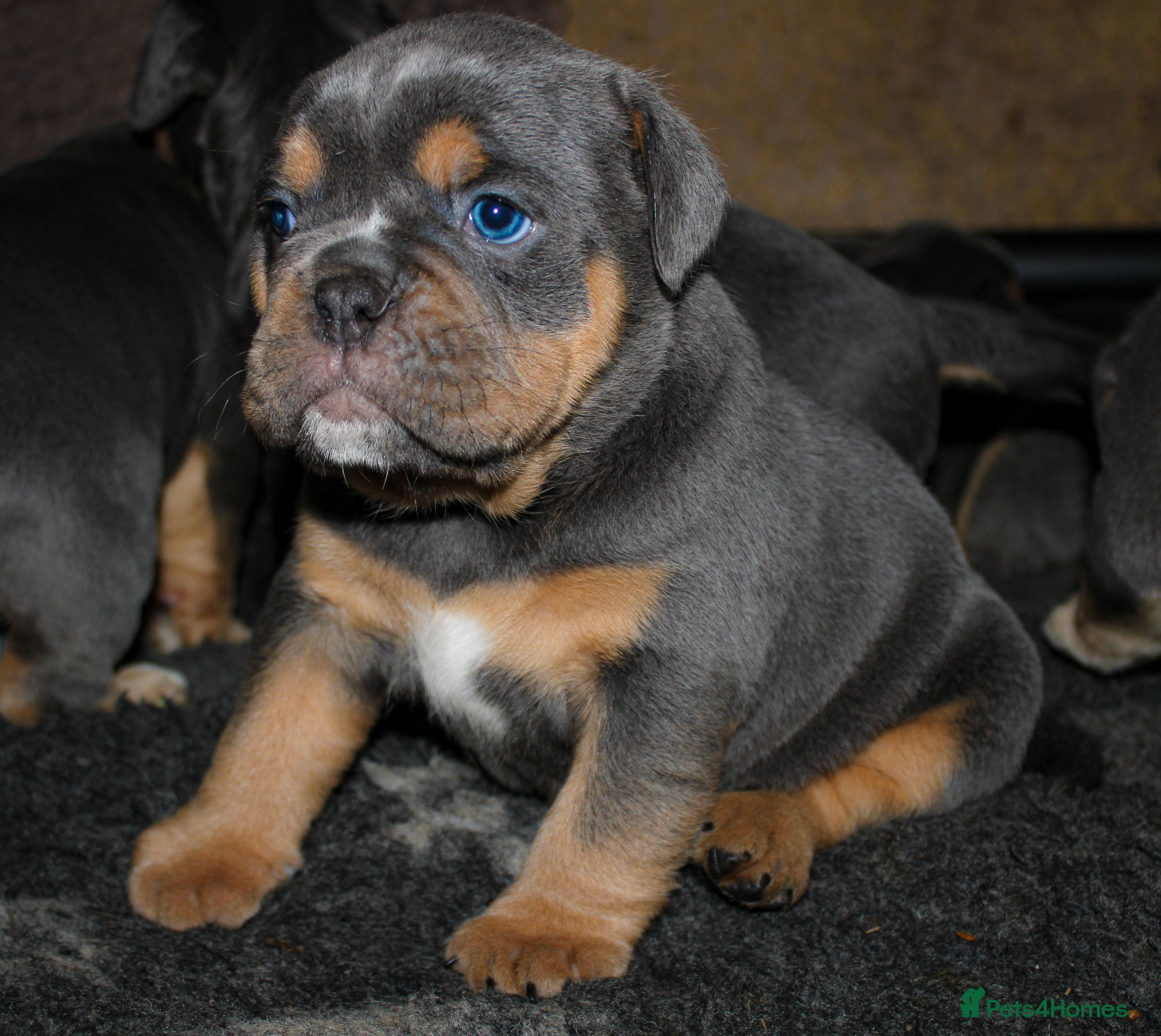 Olde English Bulldogge dogs Olde English bulldog puppies  - Advert 1