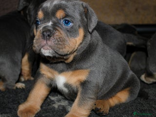 Olde English Bulldogge dogs Olde English bulldog puppies - Advert 1
