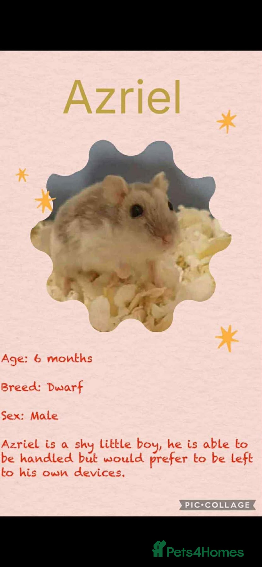 Hamster rodents for sale: Hamsters for adoption  - Image 11