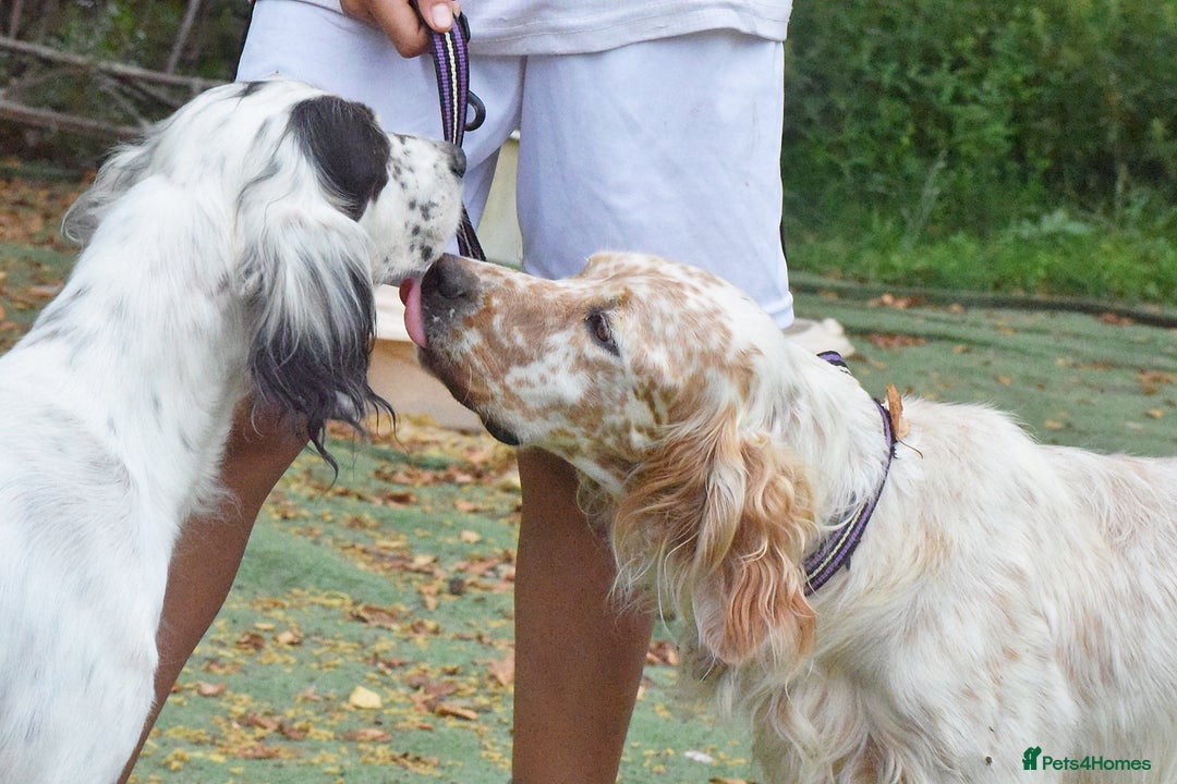 English Setter dogs for adoption: Figo  - Image 4
