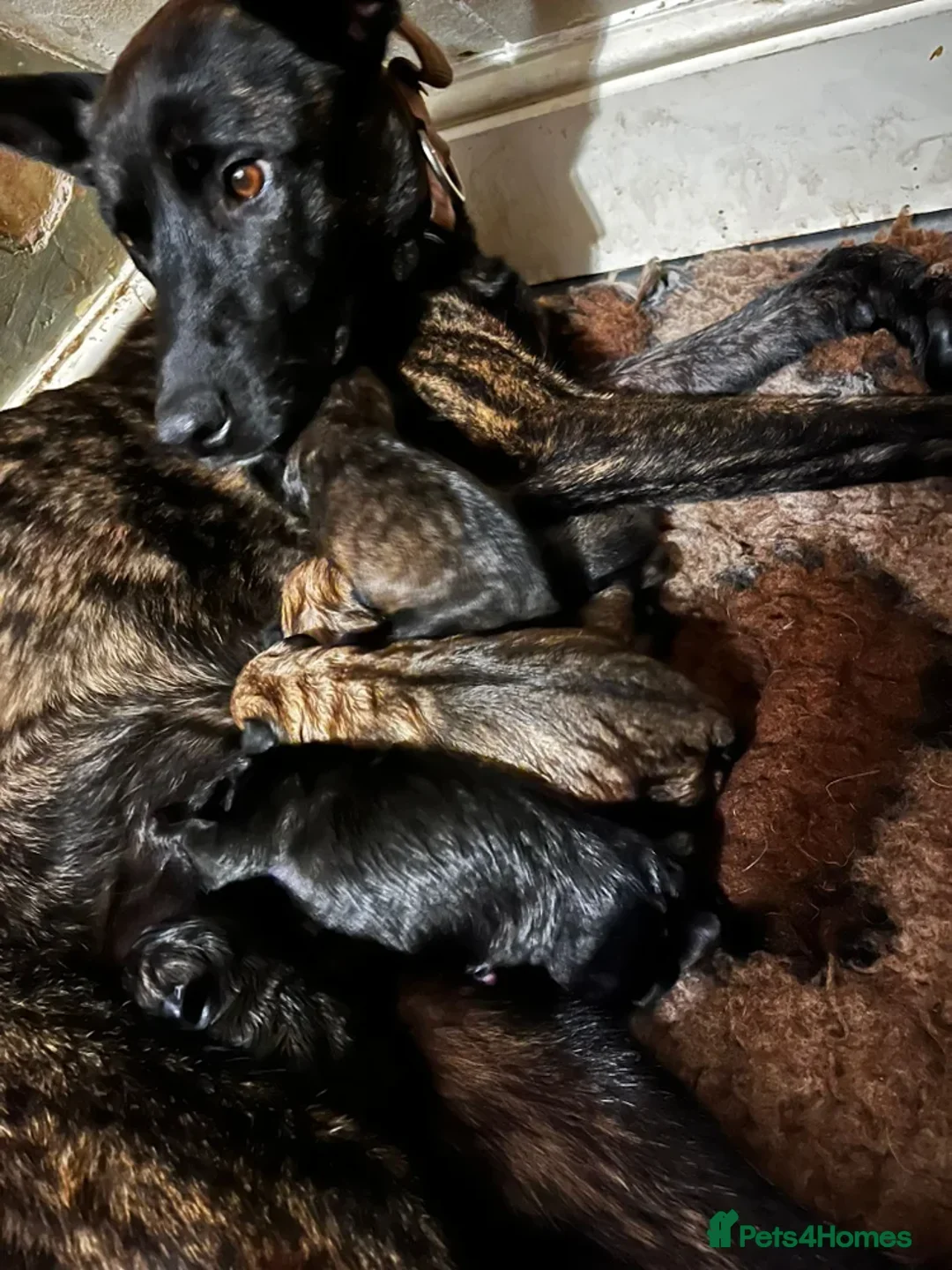 Belgian Shepherd Dog dogs for sale: Stunning Dutch Herder/Dutch Shepherd. - Advert 2