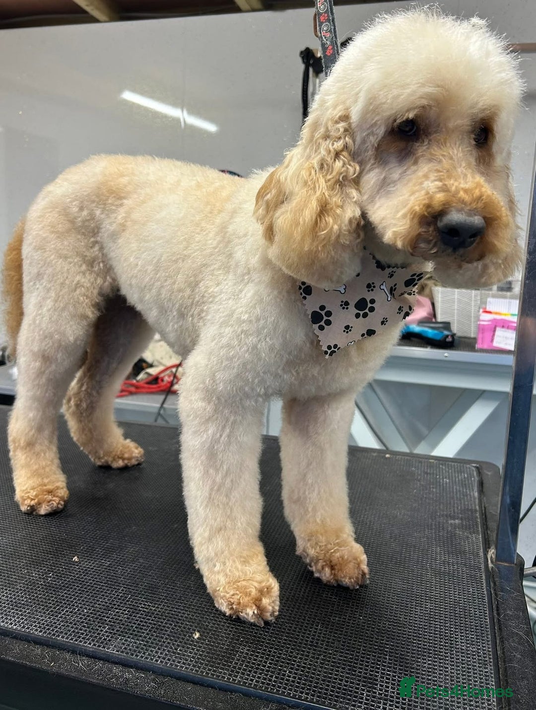 Labradoodle dogs for sale: Gorgeous labradoodle puppies - Advert 29