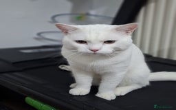 British Shorthair cats for sale: Kitten for sale . - Image 8