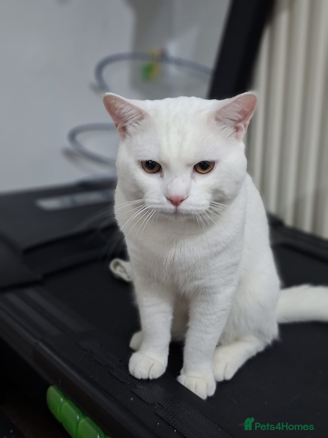 British Shorthair cats for sale: Kitten for sale . - Image 8