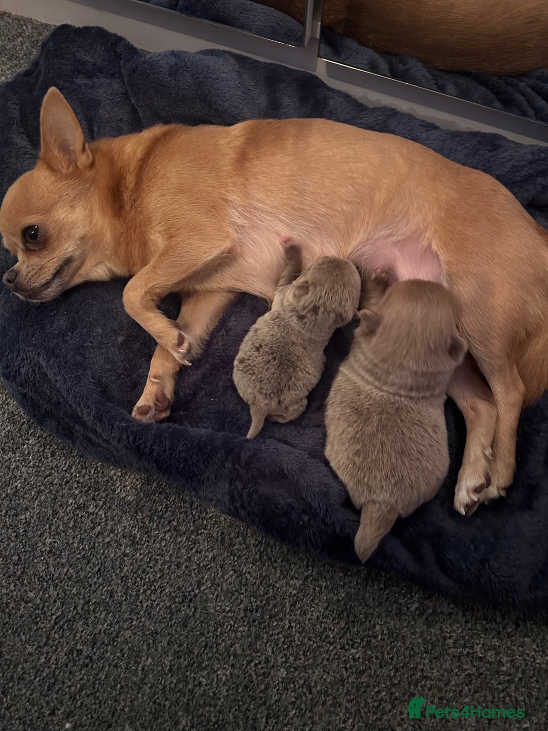 Pomchi dogs for sale: Pomchi - 1x Female  - Advert 4