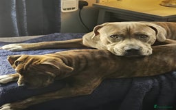 Mixed Breed dogs for sale: 16 week American Bulldog/staff - Advert 4