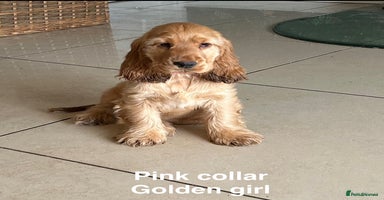 Cocker Spaniel dogs - Advert 5