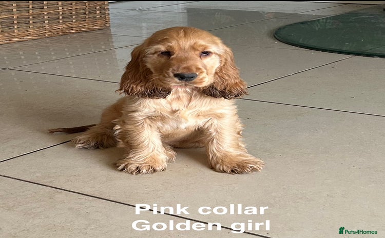 Cocker Spaniel dogs - Advert 2