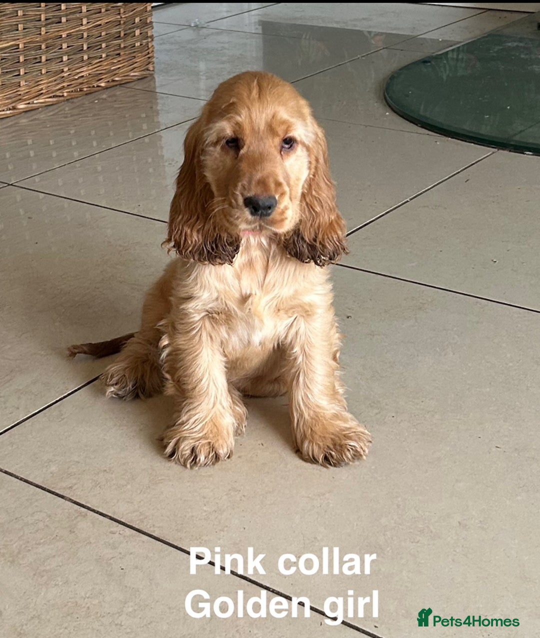 Cocker Spaniel dogs for sale: Kc Golden Show Cocker Spaniels (Champion lines) - Image 4