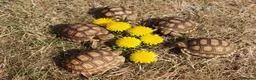 Tortoise reptiles for sale: Baby Sulcata Hatchlings & Set Ups!! - Advert 2