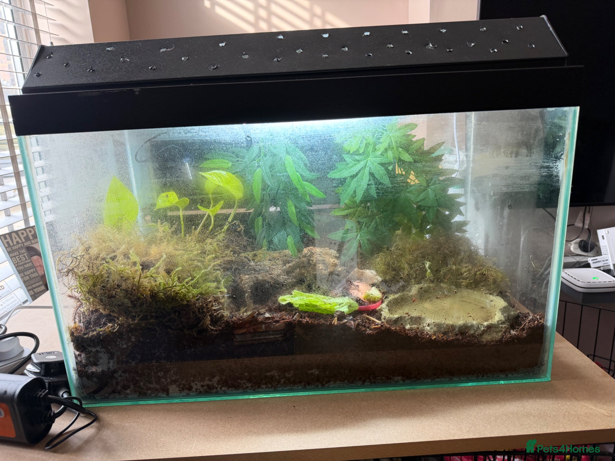 Snails invertebrates for sale: 2 archachatina marginata ovum and set up  - Advert 1