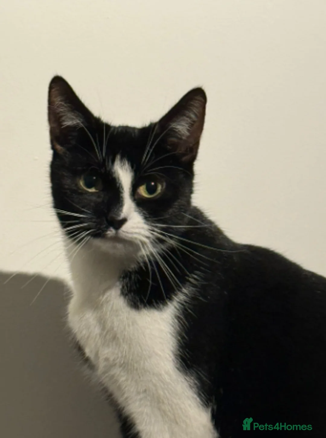 Mixed Breed cats for adoption: Fifi  - Advert 1