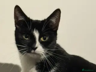 Mixed Breed cats Fifi - Advert 1