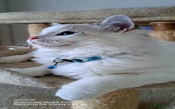 Ragdoll cats for sale: GCCF reg Ragdoll kittens  - Image 1