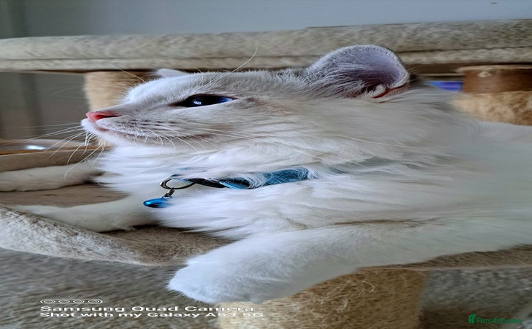 Ragdoll cats - Advert 3