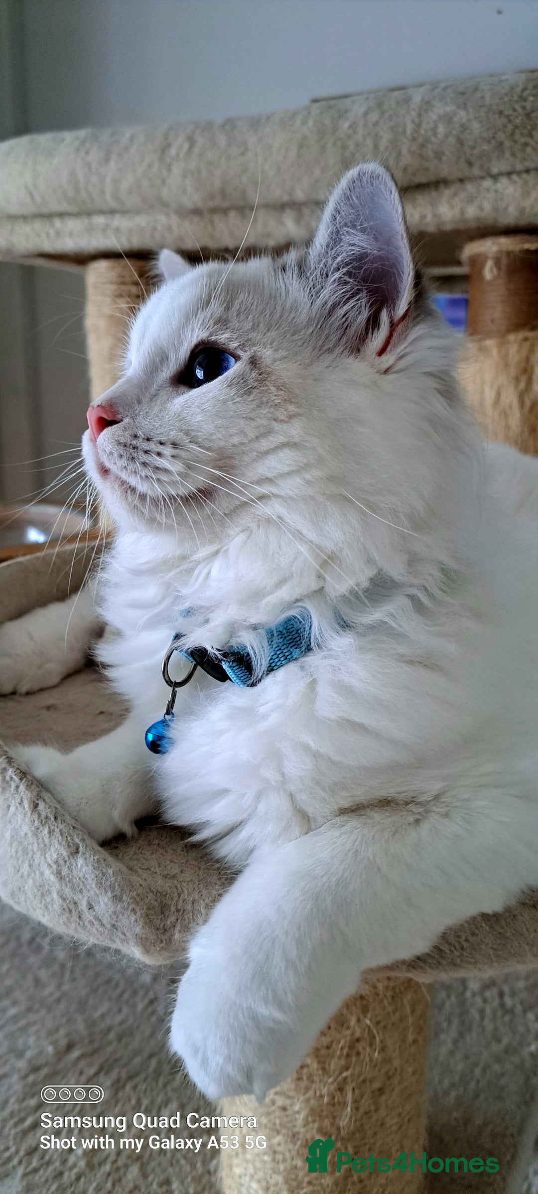 Ragdoll cats for sale: GCCF reg Ragdoll kittens  - Image 1