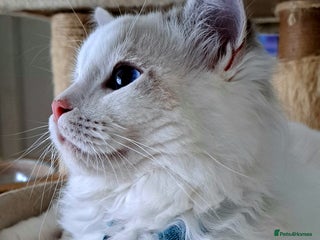 Ragdoll cats - Advert 24