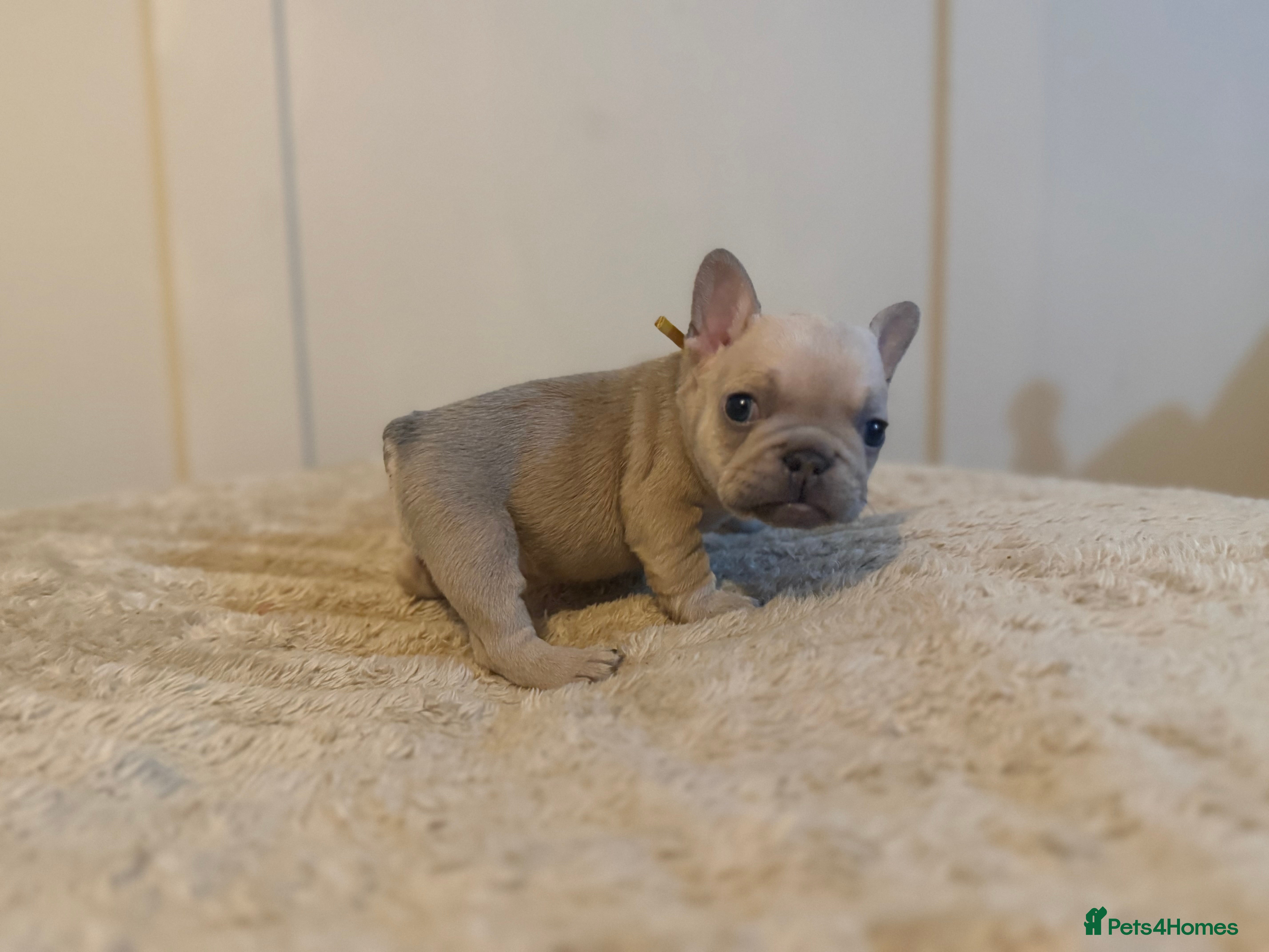 French Bulldog dogs French bulldog puppies - Advert 19